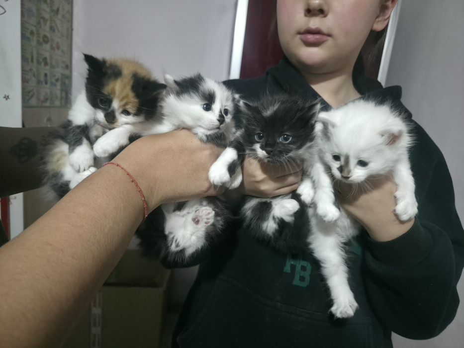 Отдадим котят в Боралдае