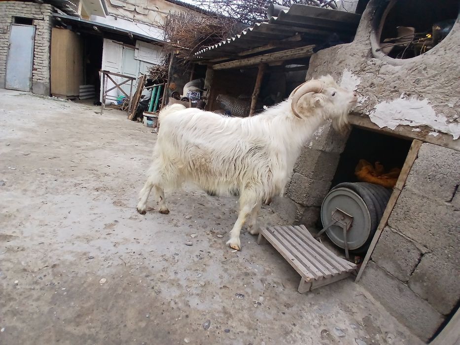 соғлом така сотилади!