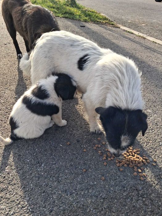 Căței , talie mica ptr adoptie