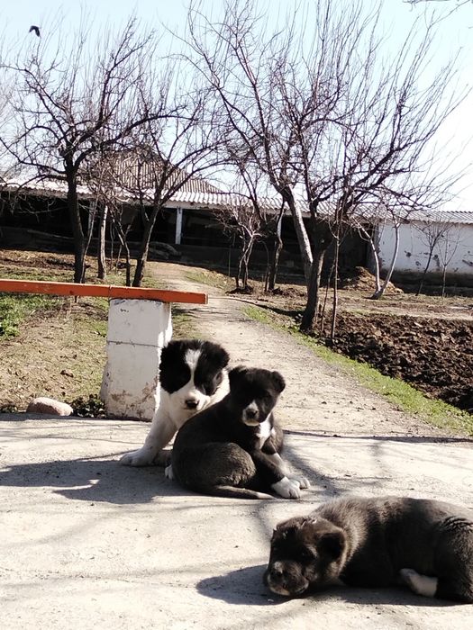 Күшік төбет сатылады