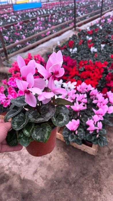 Комнатные цветы цикламен