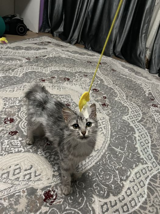кошки в добрые руки