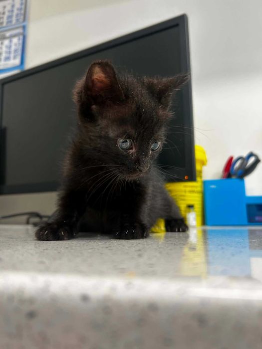 Мъжко Коте Търси Дом