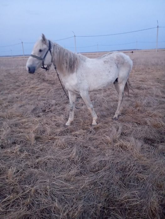 Кобылу племенную 8 лет