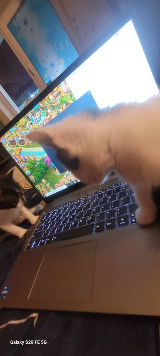 Ofer spre adoptie 4 pui pisica de 8 saptamini!