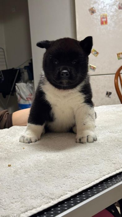 Щенки высокого класса