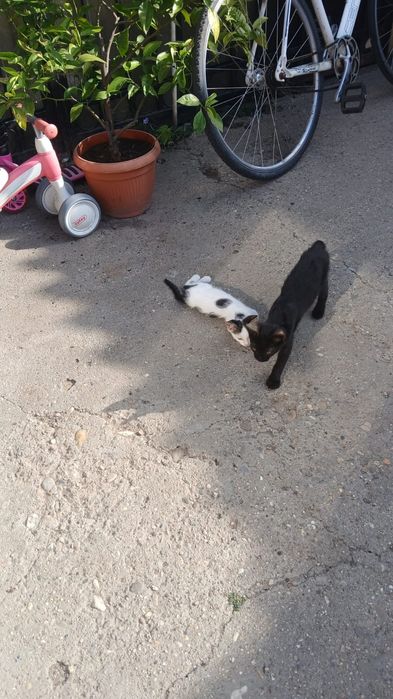 Donez pui de pisică