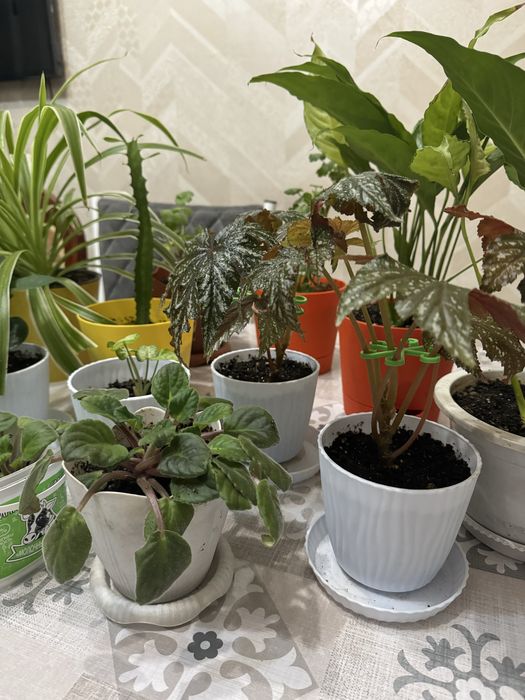 Комнатные цветы, распродажа!