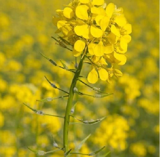 Facelia si alte seminte de plante melifere si fixatoare de azot