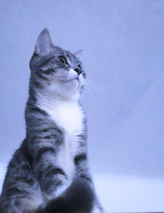Продам Кота, 2 года