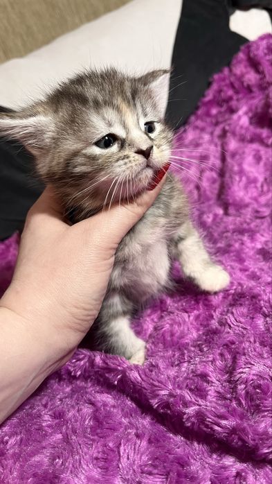 Отдам котяток/породистые