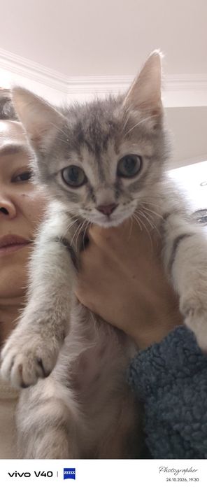 Милая котенок девочка