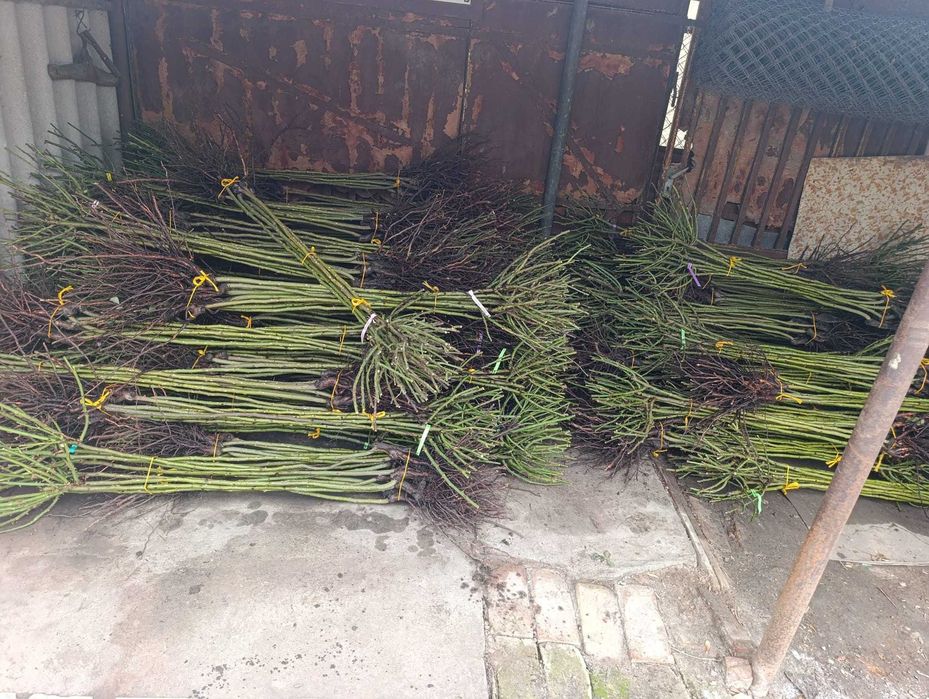 Trandafiri altoiți de vânzare – Diverse soiuri – Angro și Bucată