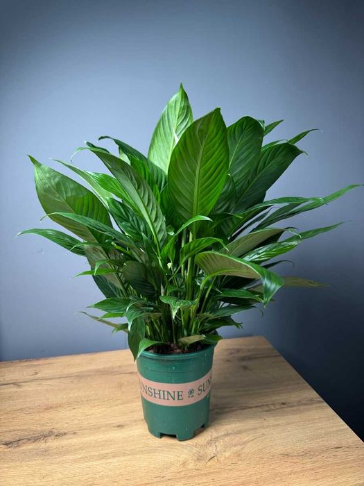 Комнатные декоративно лиственные растения