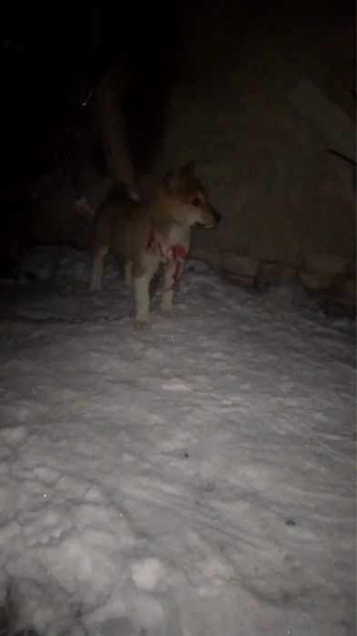 продам Лайка девочка