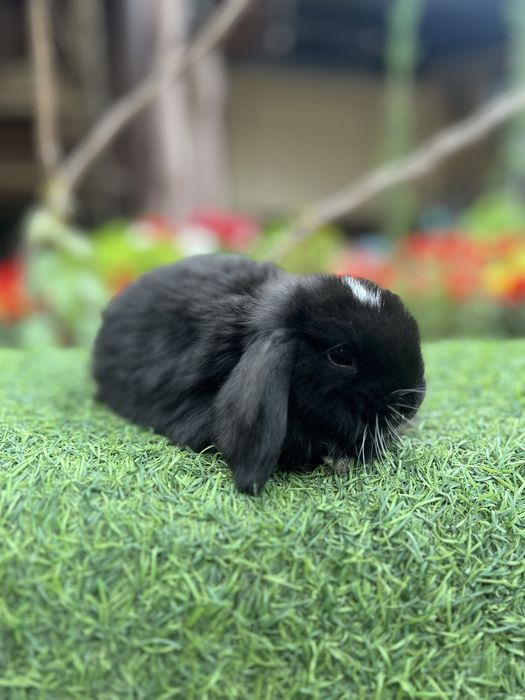 Евро Карлик куенлар фото реал хаммаси сотвуда бор