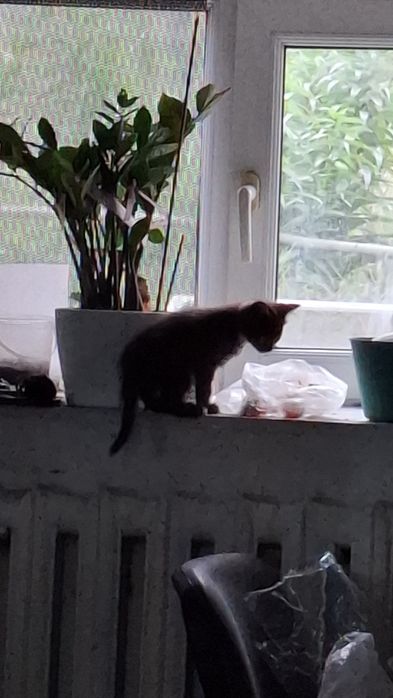 Котята отдам бесплатно  2котят