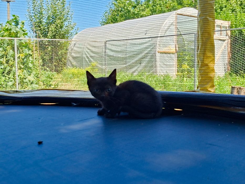 Pisicuțe spre adopție
