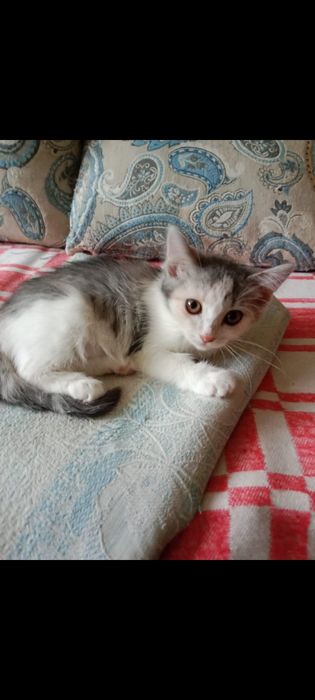Отдам в добрые руки