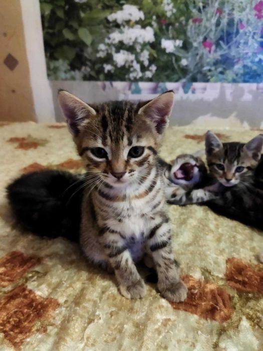 Подарявам котета