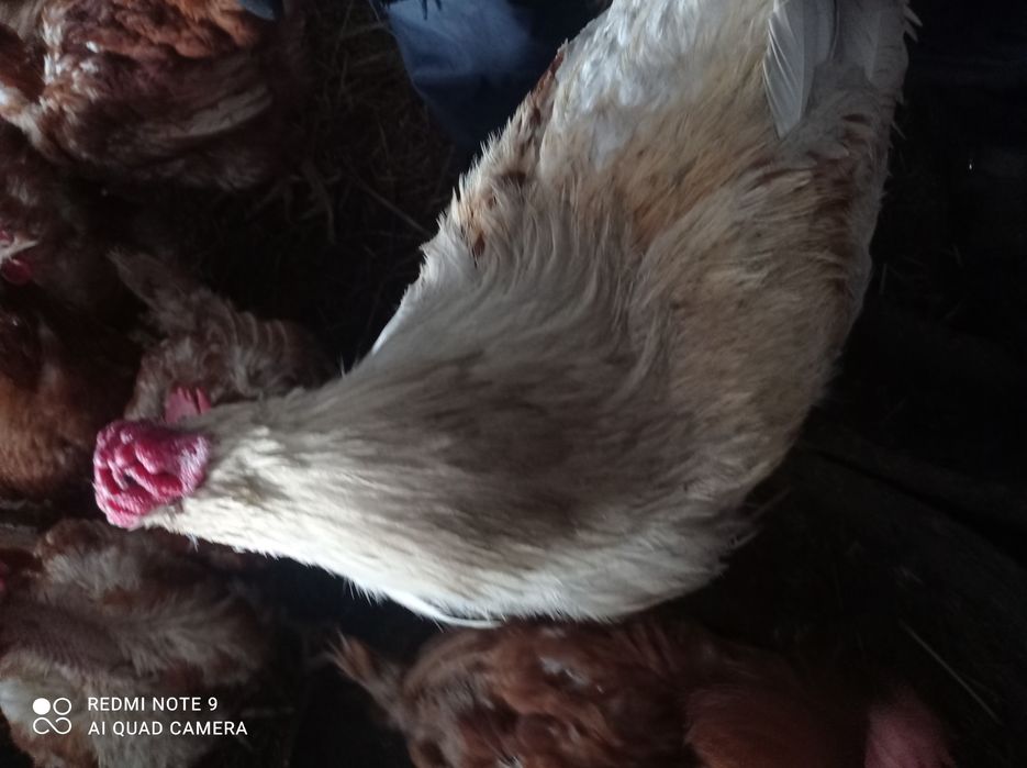 Брама петух продается или обмен