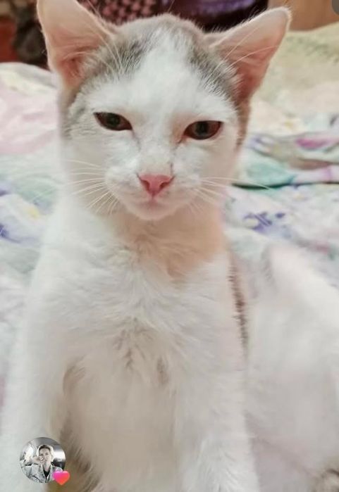 Отдам кошечку в добрые руки