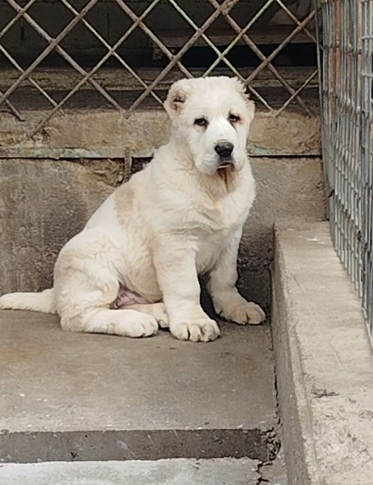 Продается крупный щенок породы Алабая.