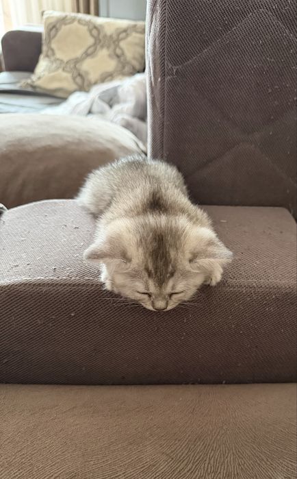 Продам котят британцы