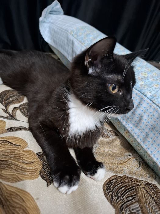 Отдам кошку в добрые руки