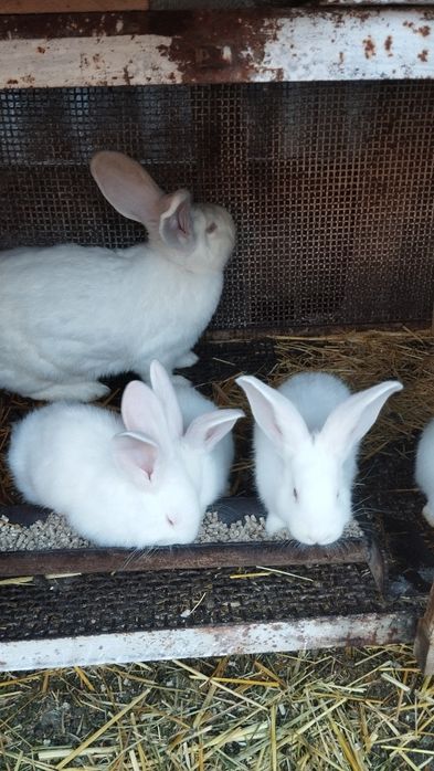 Продаются крольчата