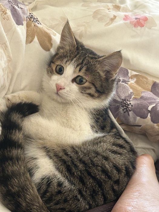 Котик бесплатно