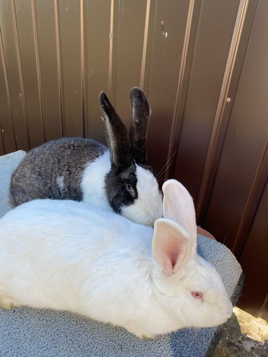 3 femele disponibile