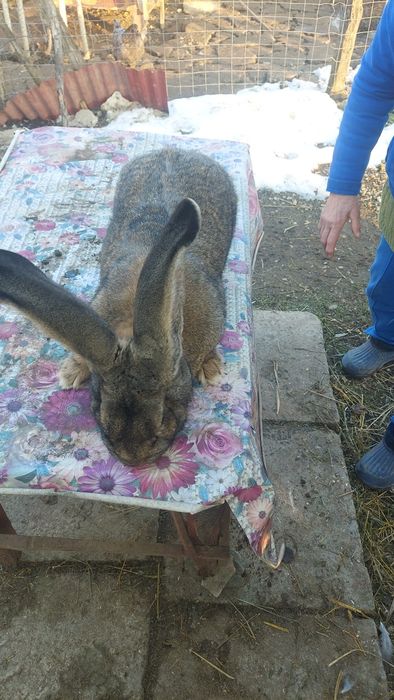 Vând femele  urias  german