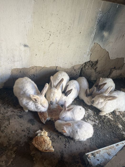 Калифорния қояндар сатылады