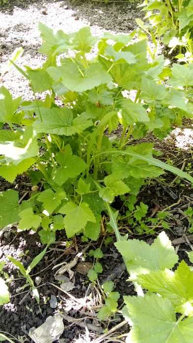 Смородина саженцы