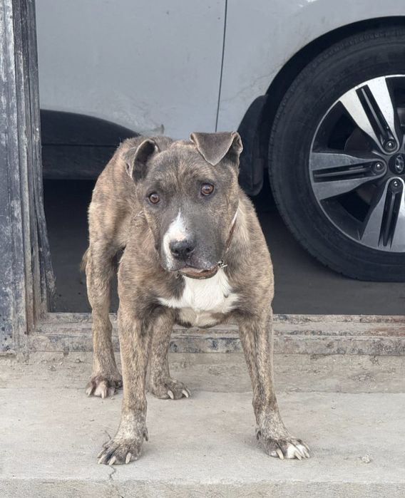 Супер пёс в добрые руки