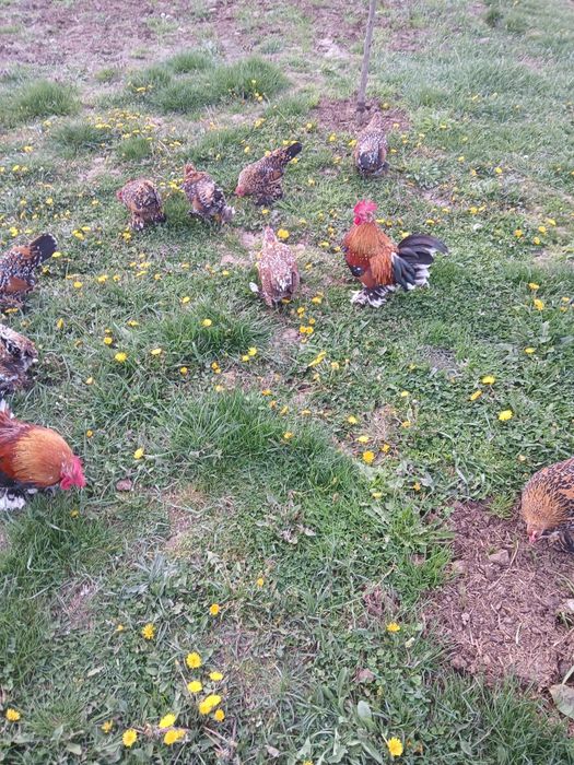 Gaini Mii de flori-oua incubat