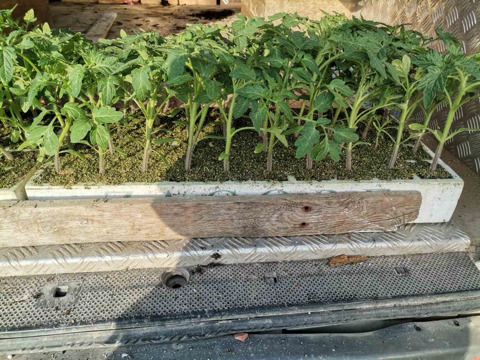 Разсад домати Фенер