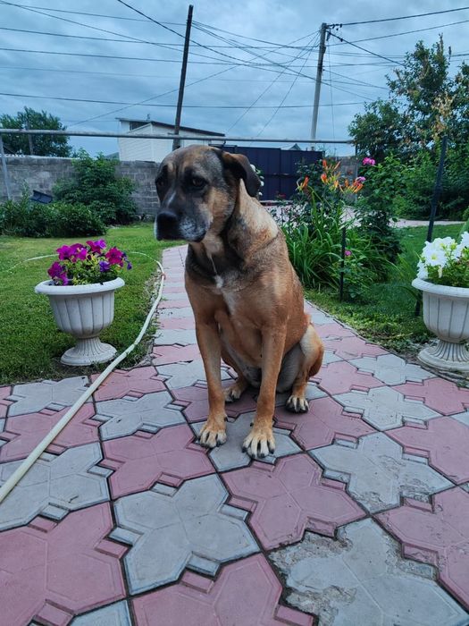 Продам щенка (девочка)