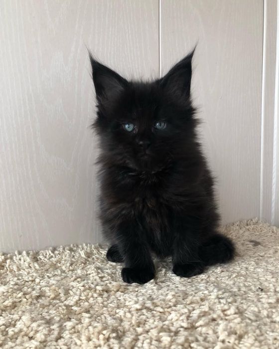 Disponibilă femelă Maine coon