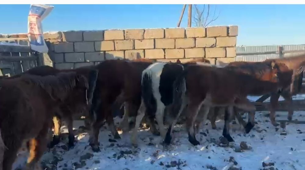 Жеребята 2025г.р