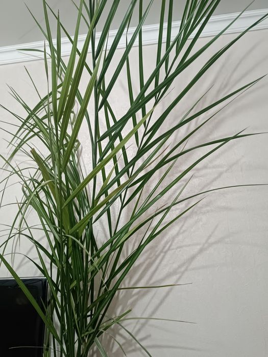 Продаётся шикарная пальма в двойном хорошем кашпо не требующее поддона