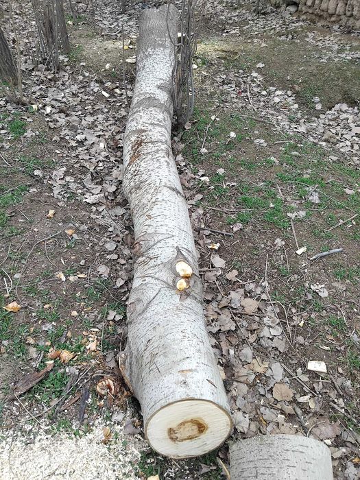 Ko‘k terak sotiladi