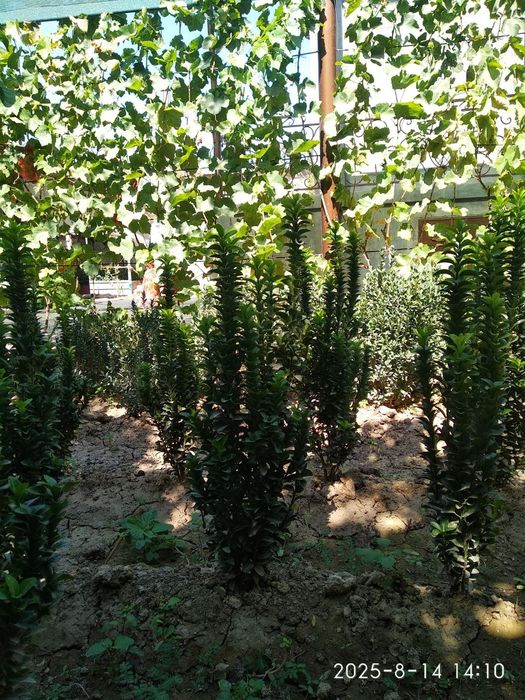 Shamshotlar Sotiladi