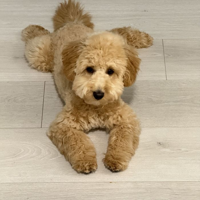 Той Пудель продаем