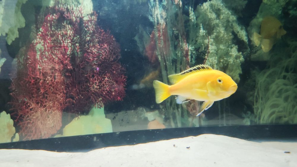 Продам елошку, взрослая рыбка