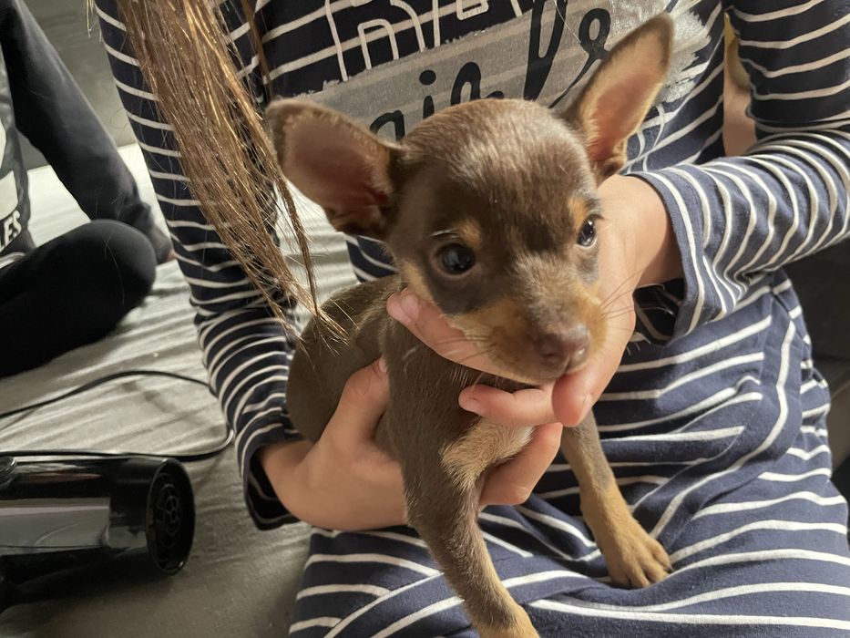 Русский той терьер