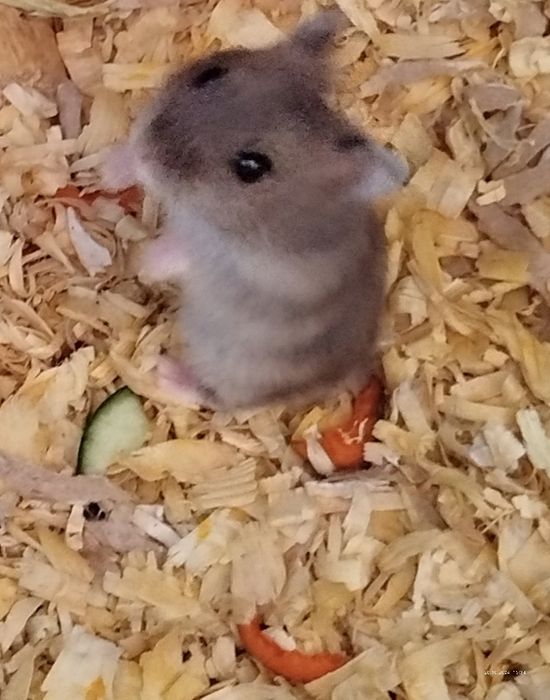 Хомячки домашние,здоровые