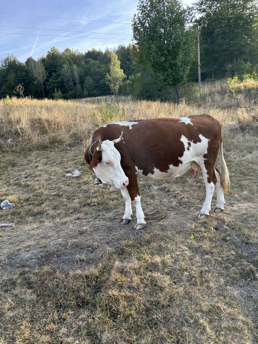 Vand vaca baltat romaneasca