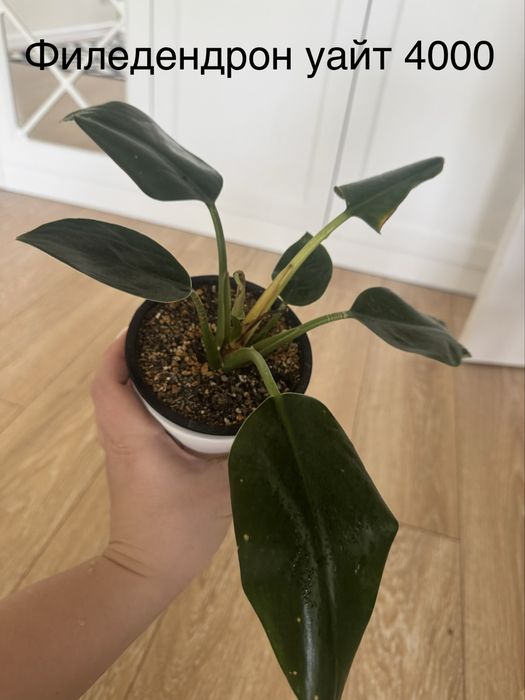 Комнатные цветы очень ухоженные